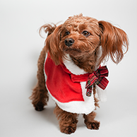 犬のクリスマス仕様のアート写真